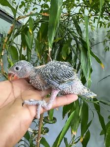 Indian ringneck parrot babies (Olive Green) - Photo 9