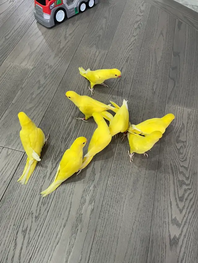 Indian ringneck parrot babies (Yellow/Lutino)