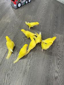 Indian ringneck parrot babies (Yellow/Lutino)