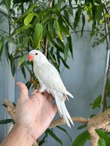 Indian ringneck parrot babies (Yellow/Lutino) - Photo 3