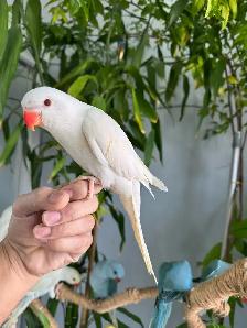 Indian ringneck parrot babies (Yellow/Lutino) - Photo 4