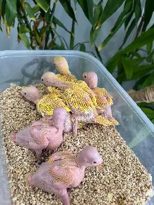 Indian ringneck parrot babies (Yellow/Lutino) - Photo 5