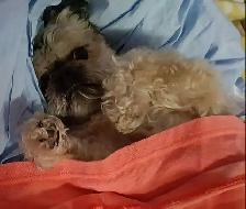 CERTIFIED DOG AND CAT GROOMER - Photo 2