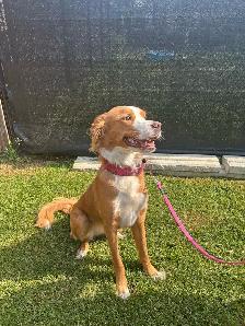 golden X bouvier bernois - Photo 2