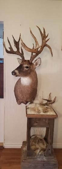 214' Wild Whitetail Antlers