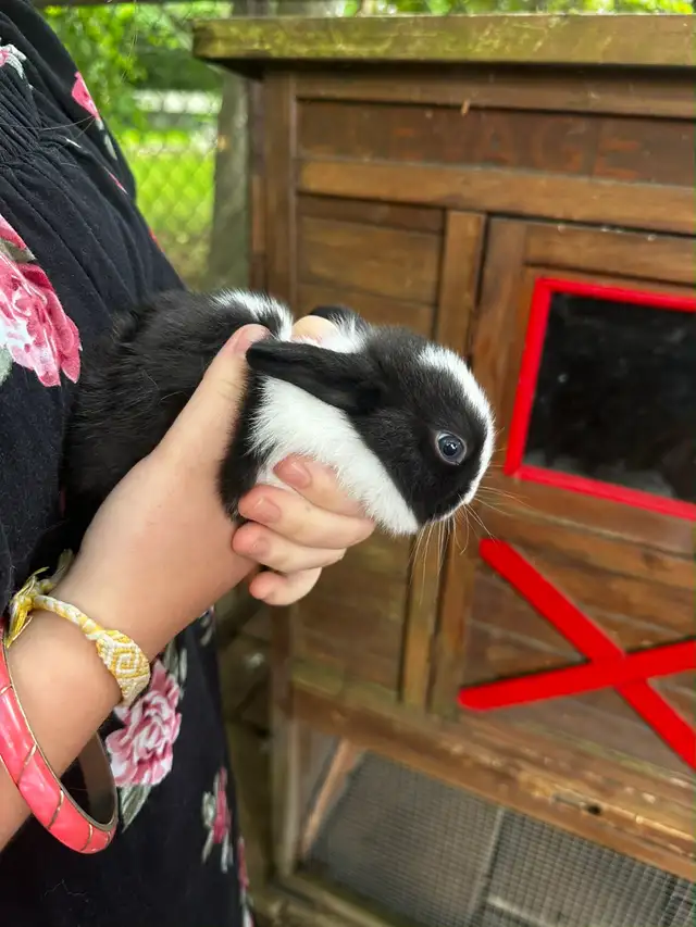 lapin bébé