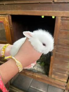 lapin bébé - Photo 2