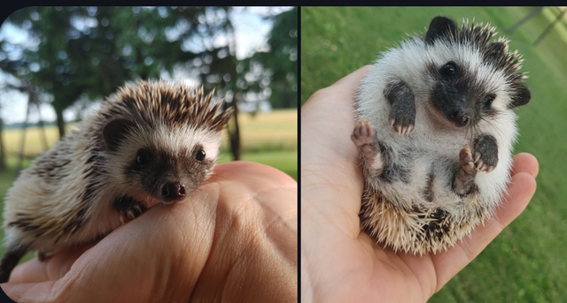 Chantel or Cheri S&P Pinto girls baby hedgehogs