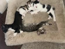 6 week old kittens. - Photo 4