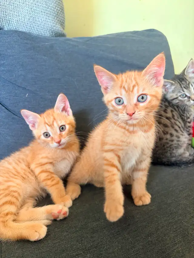 Free Kittens
