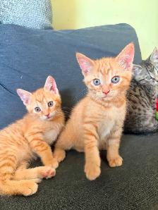 Free Kittens