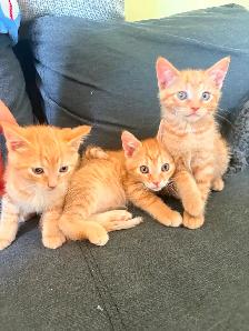 Free Kittens - Photo 2