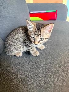 Free Kittens - Photo 4