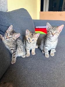 Free Kittens - Photo 5