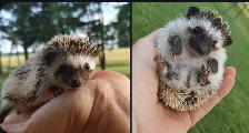 Chantel or Cheri S&P Pinto girls baby hedgehogs!