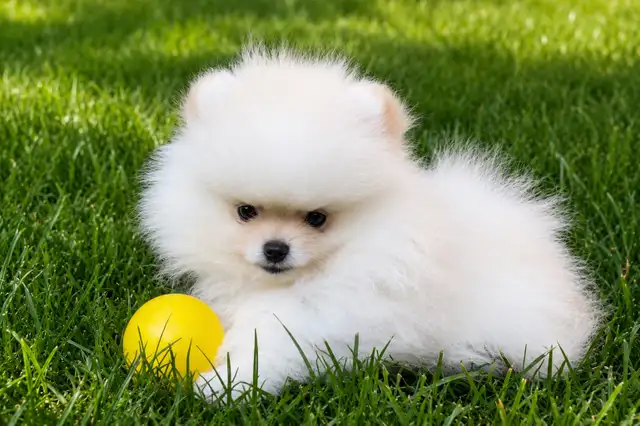 Kai the Teddy Bear Pomeranian