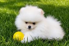 Kai the Teddy Bear Pomeranian