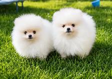 Kai the Teddy Bear Pomeranian - Photo 2