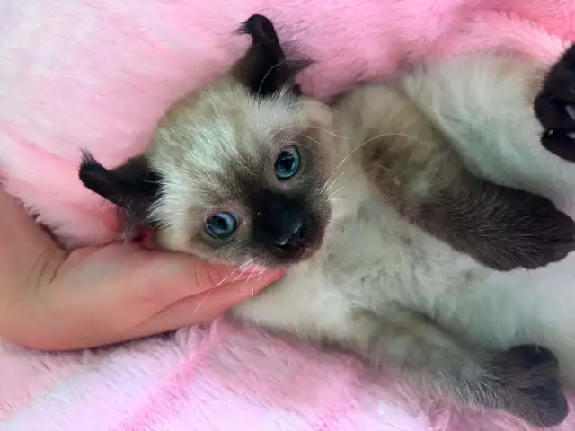 chaton highland lynx