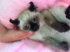 chaton highland lynx