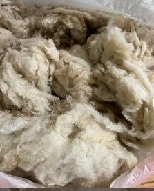 Free Sheep Wool