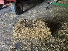Clean wheat  straw