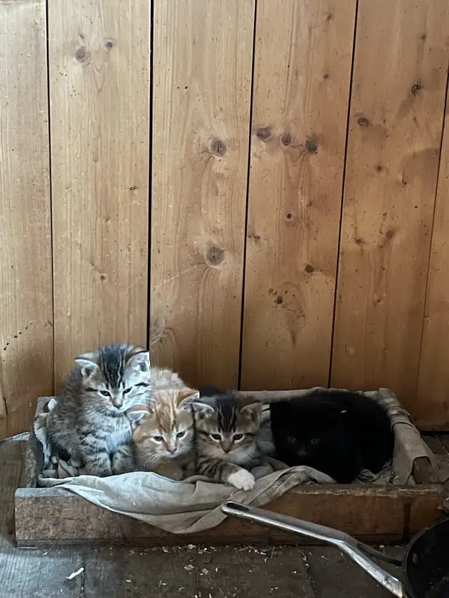 barn cats