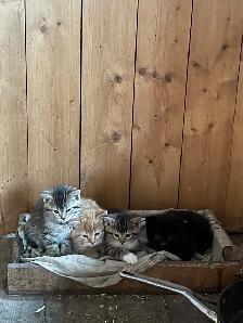 barn cats