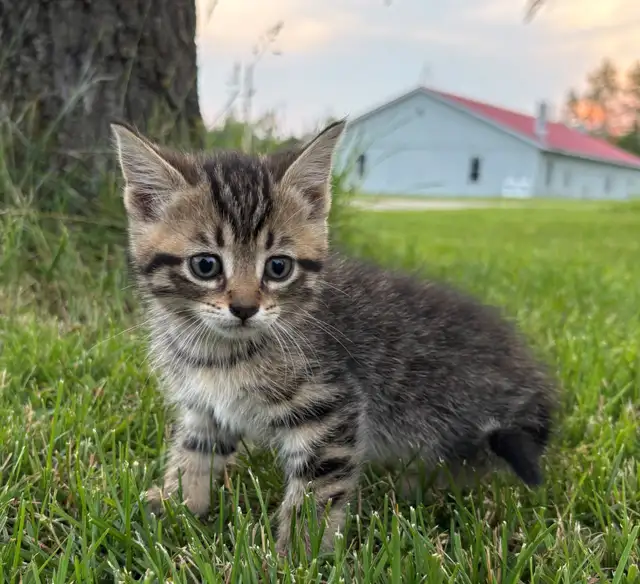 Farm Kittens for Sale