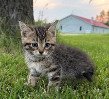 Farm Kittens for Sale