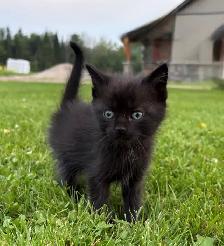 Farm Kittens for Sale - Photo 2