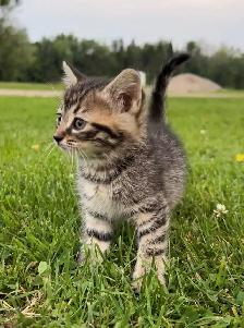 Farm Kittens for Sale - Photo 3