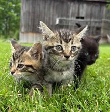 Farm Kittens for Sale - Photo 4