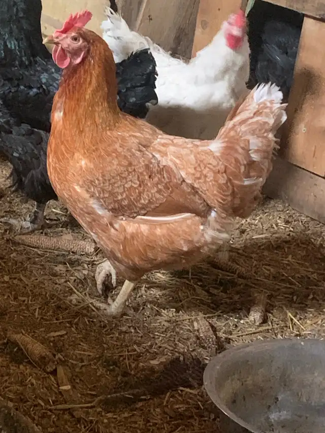 Red layer  hens
