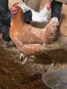 Red layer  hens