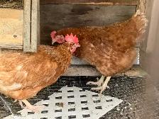 Red layer  hens - Photo 2