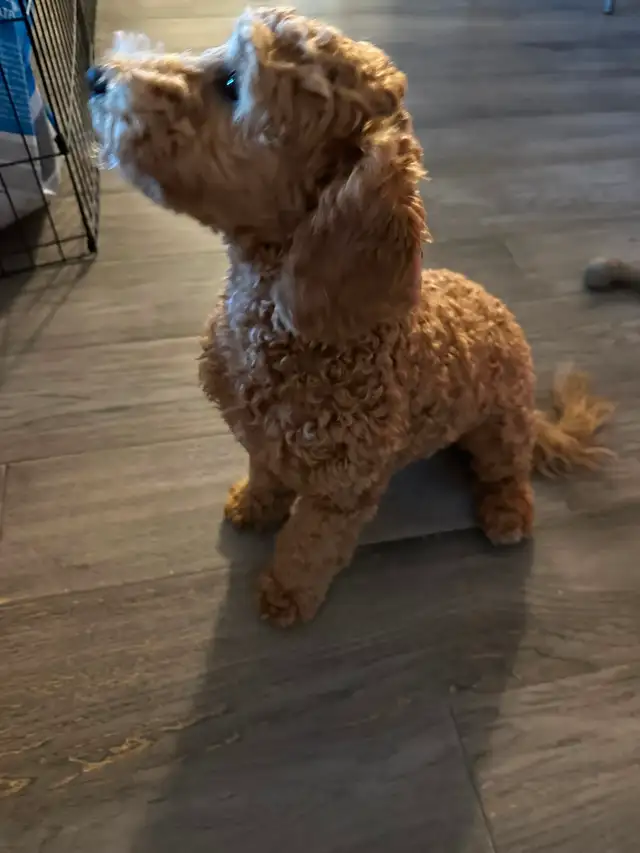 2 Beautiful Poodle Puppies