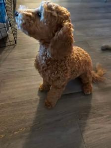 2 Beautiful Poodle Puppies