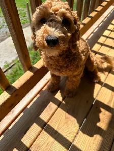 2 Beautiful Poodle Puppies - Photo 3