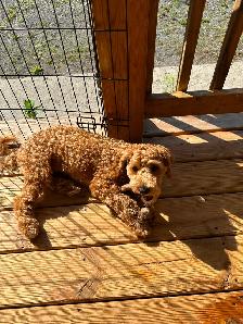 2 Beautiful Poodle Puppies - Photo 4