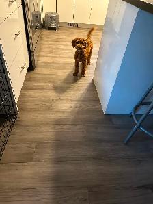 2 Beautiful Poodle Puppies - Photo 5