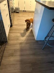 2 Beautiful Poodle Puppies - Photo 6