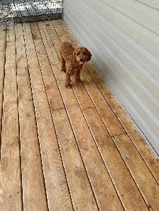 2 Beautiful Poodle Puppies - Photo 8