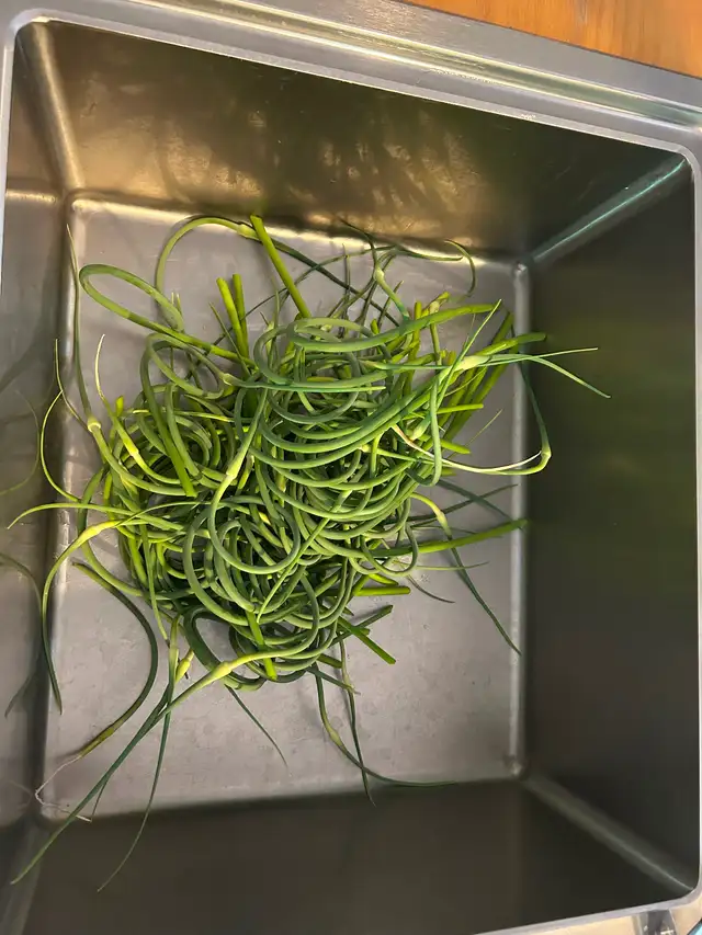 Free Garlic scapes