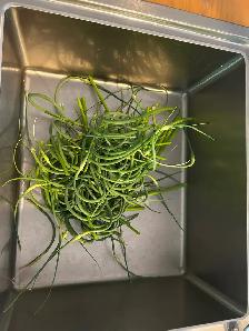 Free Garlic scapes