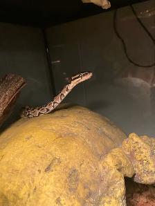 Ball Python