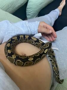 Ball Python - Photo 2