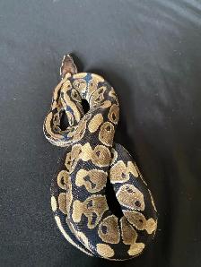 Ball Python - Photo 3