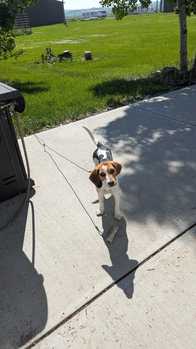 Beagle Puppy