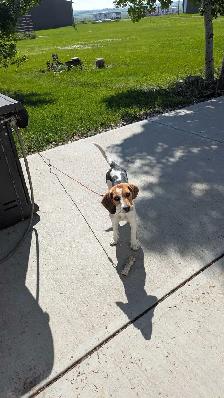 Beagle Puppy
